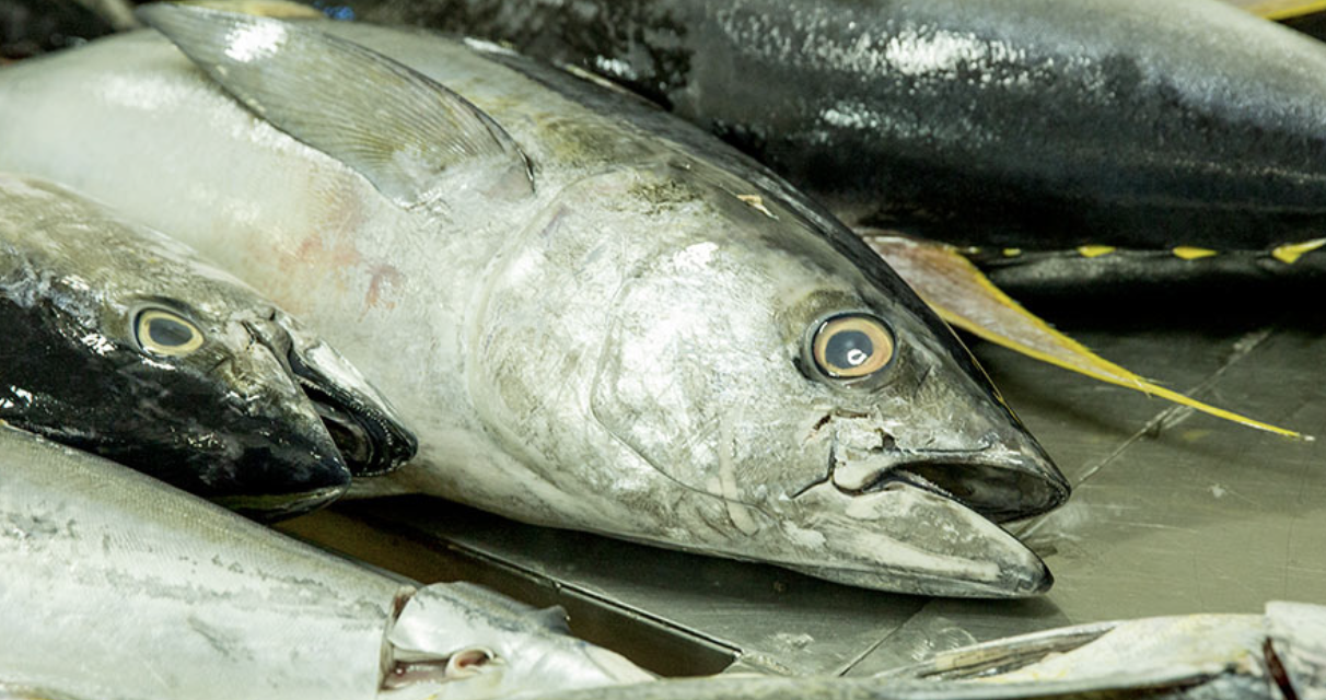 Bait to Plate